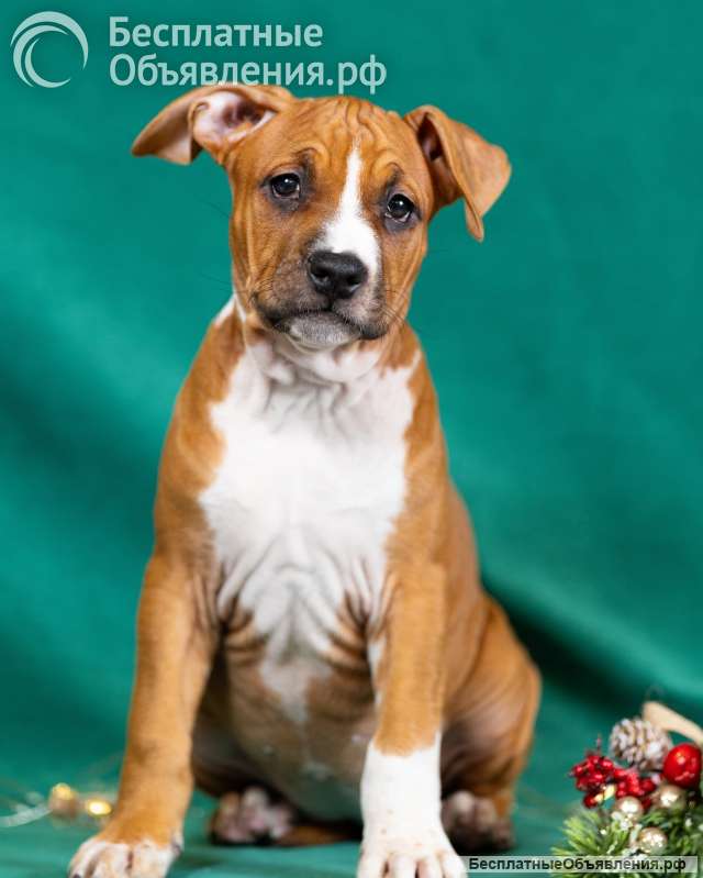 Милые рыжие девочки Амстаффтерьера ркф 3 месяца