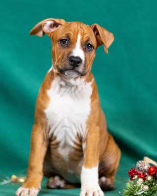 Милые рыжие девочки Амстаффтерьера ркф 3 месяца