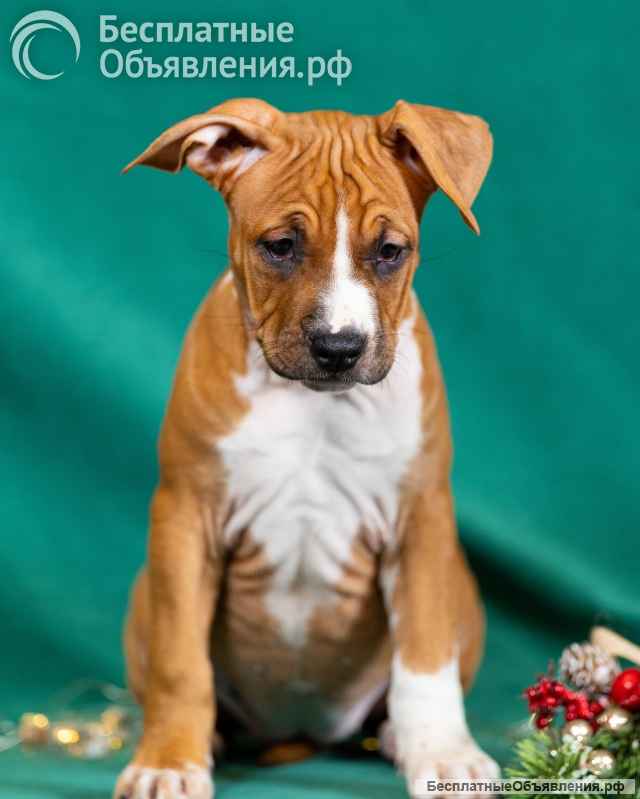 Милые рыжие девочки Амстаффтерьера ркф 3 месяца