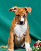 Милые рыжие девочки Амстаффтерьера ркф 3 месяца