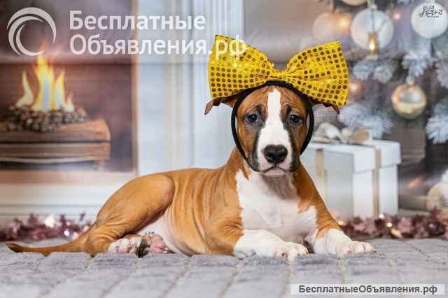 Милые рыжие девочки Амстаффтерьера ркф 3 месяца