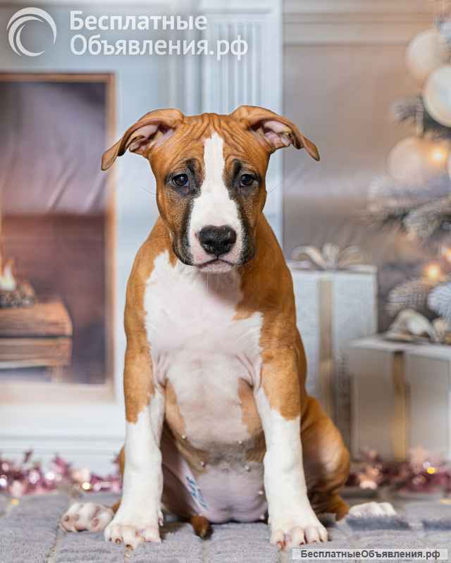 Милые рыжие девочки Амстаффтерьера ркф 3 месяца