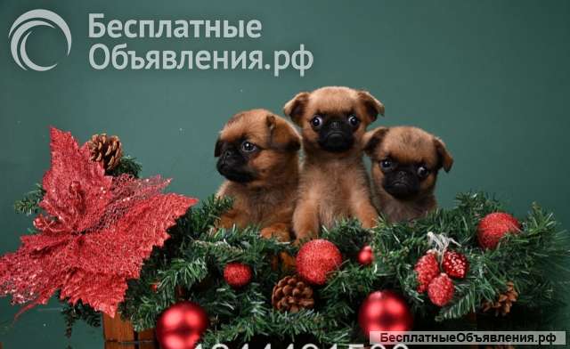 Отличные щенки пти-брабансоны
