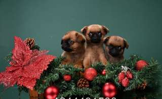 Отличные щенки пти-брабансоны