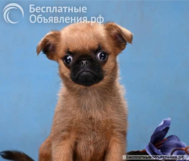 Пти-брабансон миниатюрный мальчик