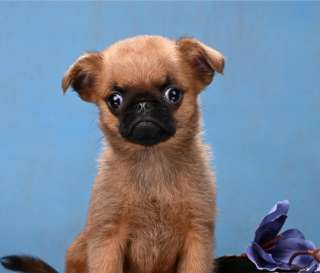 Пти-брабансон миниатюрный мальчик