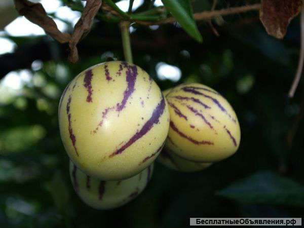 Пепино - дынная груша экзотическое растение