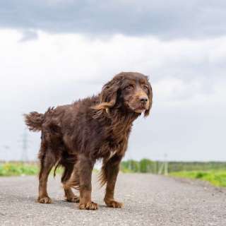 Фенотип спаниеля Марсель ищет дом