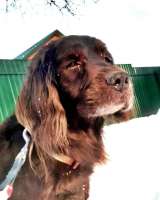 Фенотип спаниеля Марсель ищет дом