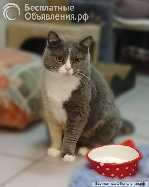 Фенюша, 4 года круглолицая леди с янтарными глазами