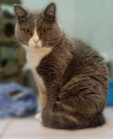 Фенюша, 4 года круглолицая леди с янтарными глазами