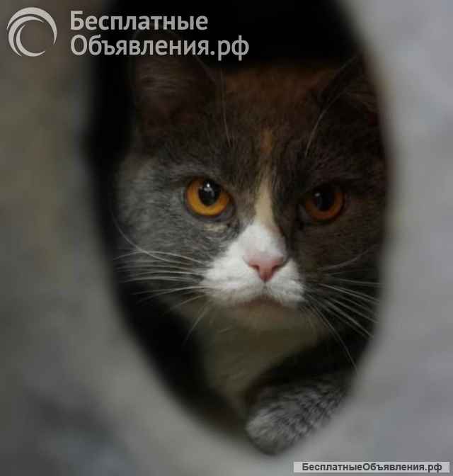 Фенюша, 4 года круглолицая леди с янтарными глазами