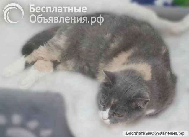 Фенюша, 4 года круглолицая леди с янтарными глазами