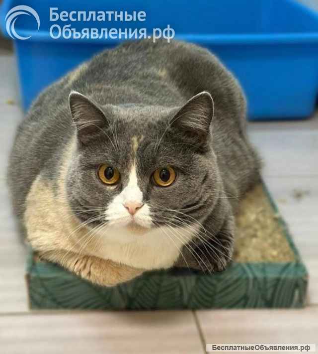 Фенюша, 4 года круглолицая леди с янтарными глазами