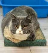 Фенюша, 4 года круглолицая леди с янтарными глазами