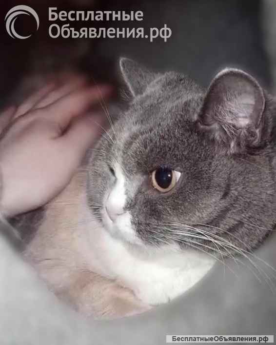 Фенюша, 4 года круглолицая леди с янтарными глазами