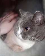 Фенюша, 4 года круглолицая леди с янтарными глазами