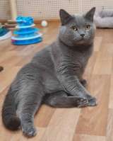 Очаровательный британец Винтер ищет дом и любящих хозяев