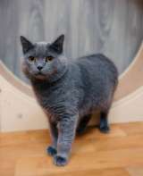 Очаровательный британец Винтер ищет дом и любящих хозяев