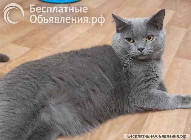 Очаровательный британец Винтер ищет дом и любящих хозяев