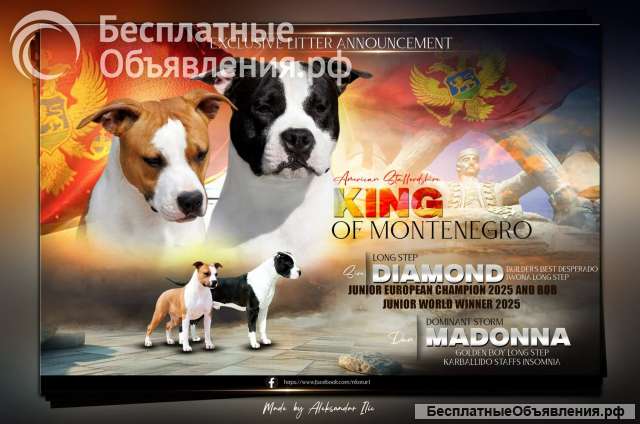 Американский стаффордширский терьер красивые щенки