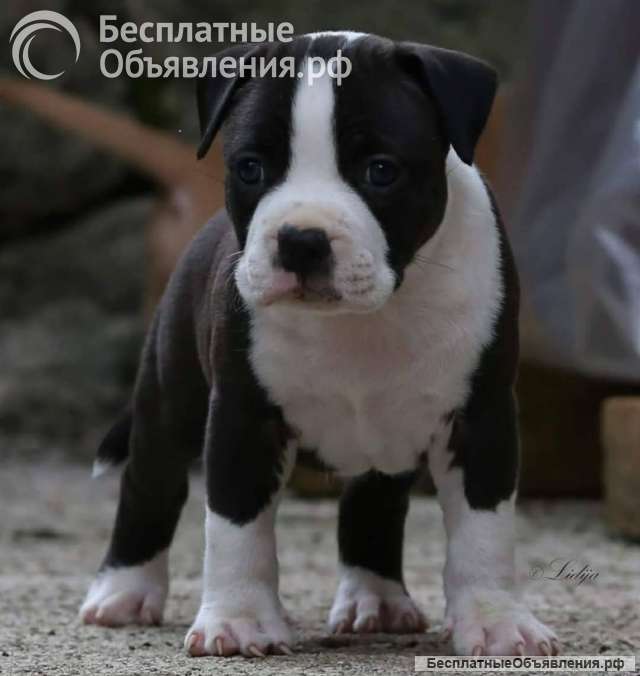 Американский стаффордширский терьер красивые щенки