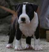 Американский стаффордширский терьер красивые щенки