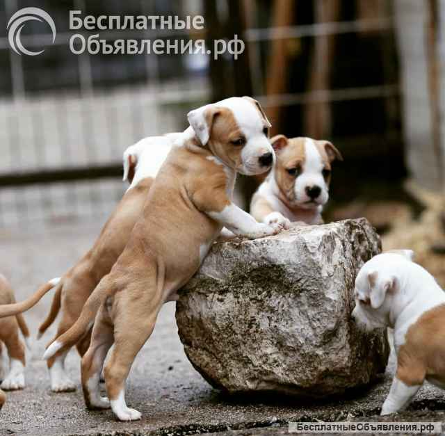 Американский стаффордширский терьер красивые щенки