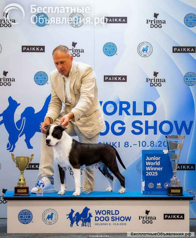 Американский стаффордширский терьер красивые щенки