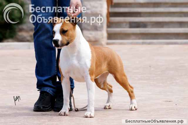 Американский стаффордширский терьер красивые щенки