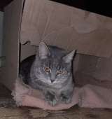 Милашка Ася