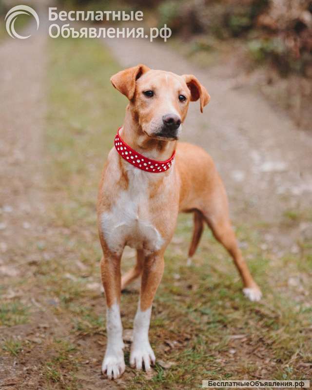 Очаровательный некрупный песик-подросток Вилли ищет семью