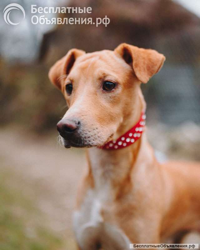 Очаровательный некрупный песик-подросток Вилли ищет семью