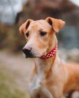 Очаровательный некрупный песик-подросток Вилли ищет семью