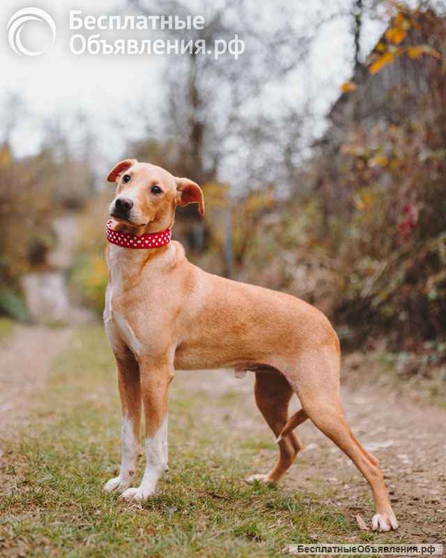 Очаровательный некрупный песик-подросток Вилли ищет семью