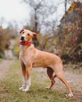 Очаровательный некрупный песик-подросток Вилли ищет семью