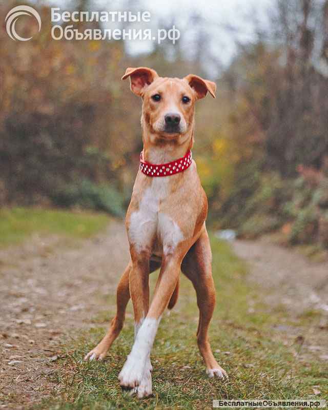 Очаровательный некрупный песик-подросток Вилли ищет семью