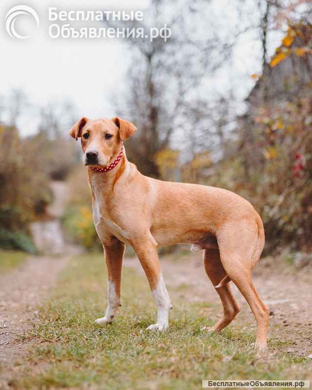 Очаровательный некрупный песик-подросток Вилли ищет семью