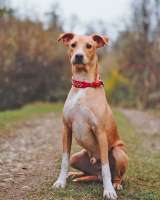 Очаровательный некрупный песик-подросток Вилли ищет семью