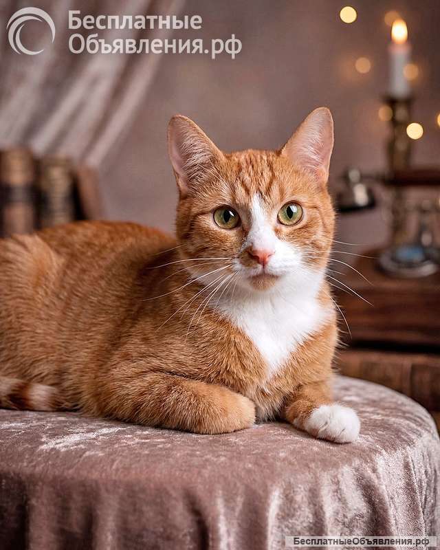 Маленькая дачная сирота ищет дом и человека