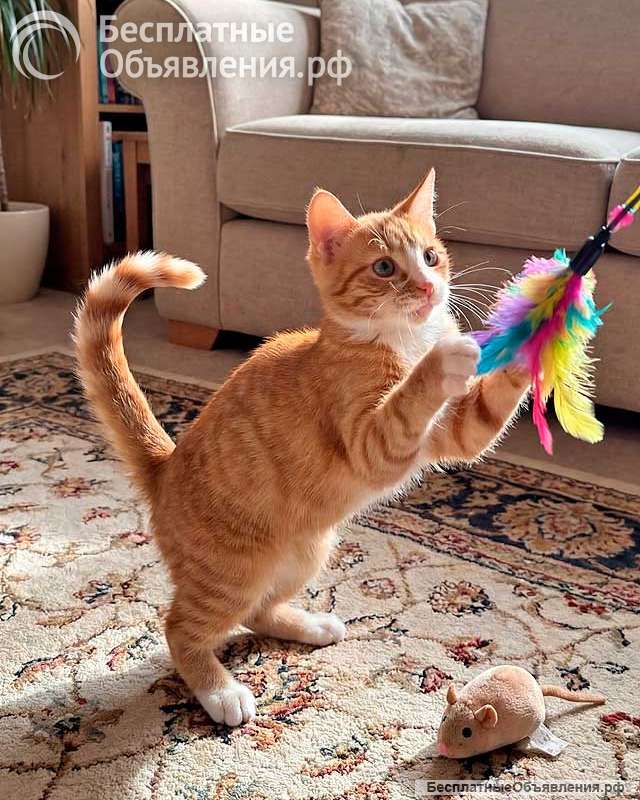 Маленькая дачная сирота ищет дом и человека