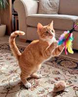 Маленькая дачная сирота ищет дом и человека