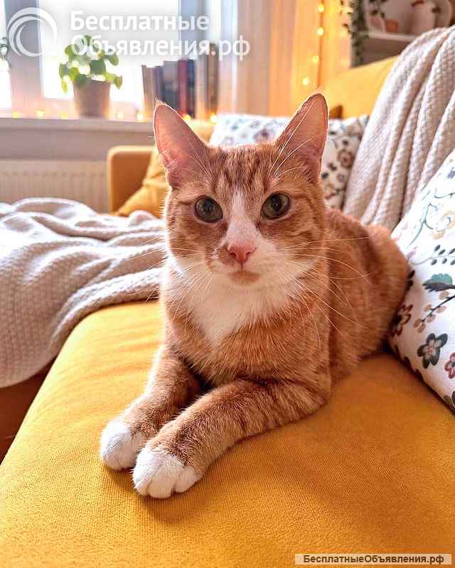 Маленькая дачная сирота ищет дом и человека