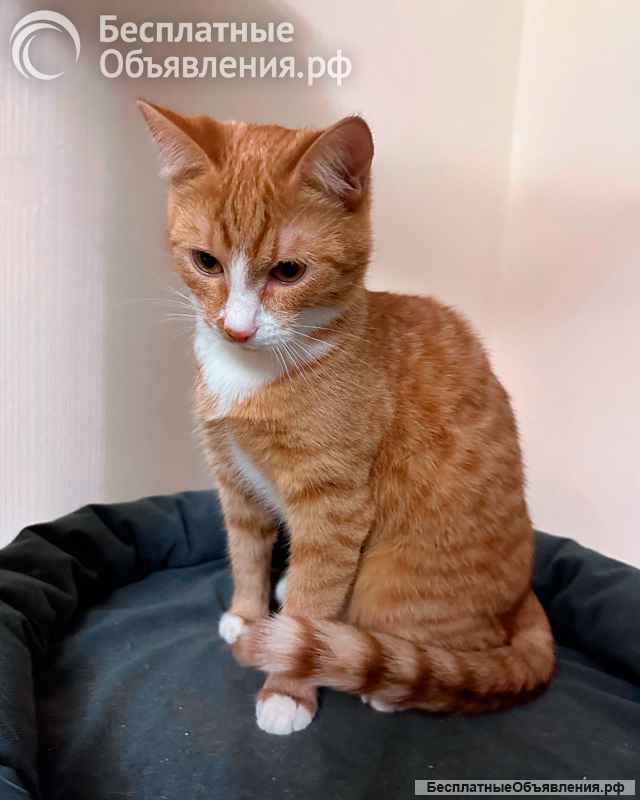 Маленькая дачная сирота ищет дом и человека