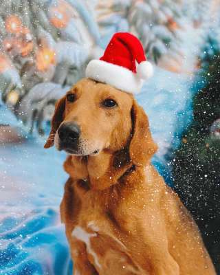 Молодой песик Рыжулик, метис гончей ищет дом