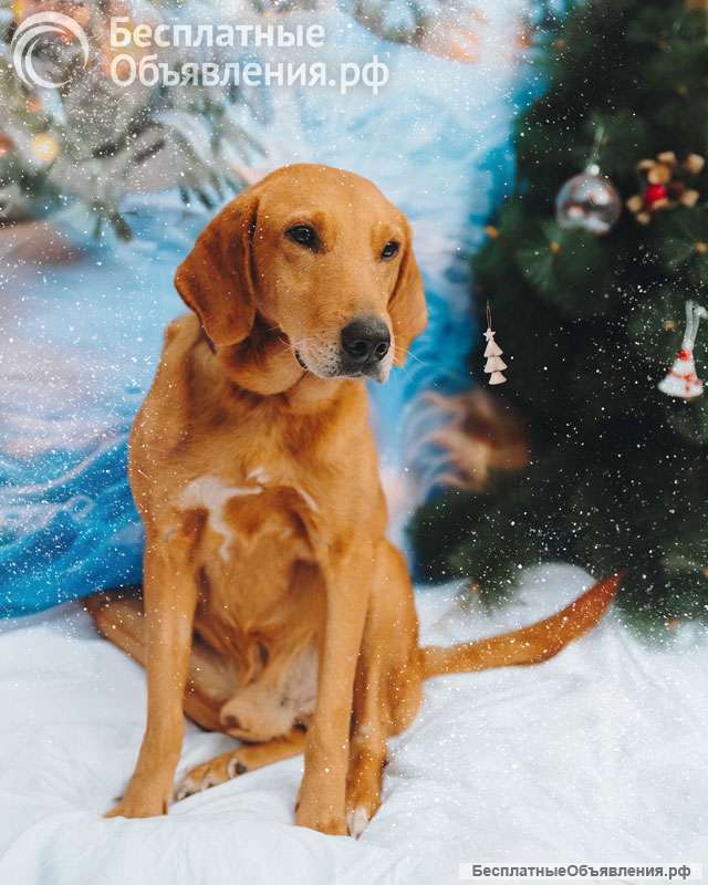 Молодой песик Рыжулик, метис гончей ищет дом