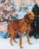 Молодой песик Рыжулик, метис гончей ищет дом