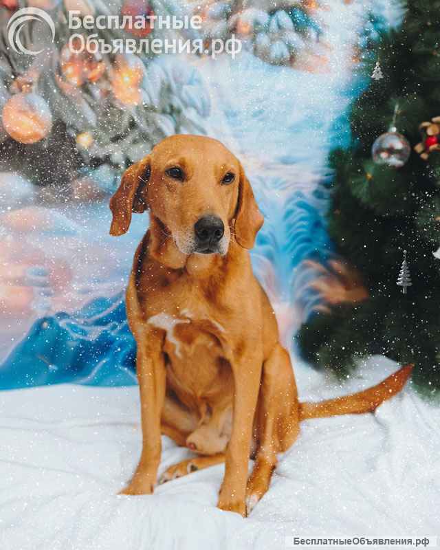 Молодой песик Рыжулик, метис гончей ищет дом