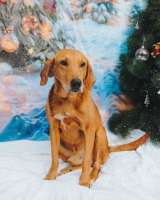 Молодой песик Рыжулик, метис гончей ищет дом