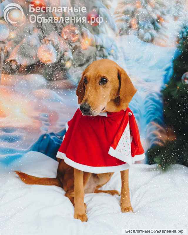 Молодой песик Рыжулик, метис гончей ищет дом